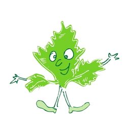 graines-persil-bio-box semer du persil dans le potager